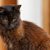 【獣医師監修】ヨークチョコレートってどんな猫？特徴や性格から飼う前の注意点・価格相場まで徹底解説