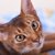 アビシニアンの目の色は何色？ゴールド・グリーンなど種類や子猫の変化も解説