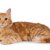 【獣医師監修】キプロスアフロディーテってどんな猫？猫種の性格や飼う前の注意点・価格相場まで徹底解説