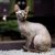 【獣医師監修】ドンスコイは飼いやすい？猫種の性格や飼う前の注意点・価格相場まで徹底解説