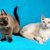 トンキニーズは飼いやすい？猫種の性格や飼う前の注意点・価格相場まで徹底解説
