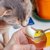 猫に卵を与えても大丈夫？安全な与え方と量、アレルギーなど注意点を解説