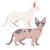 【獣医師監修】ミンスキンってどんな猫？特徴や性格から飼う前の注意点・価格相場まで徹底解説