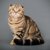 【獣医師監修】スコティッシュフォールドってどんな猫？特徴や性格から飼う前の注意点・価格相場まで徹底解説