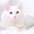 【獣医師監修】ターキッシュアンゴラは飼いやすい？猫種の性格や飼う前の注意点・価格相場まで徹底解説
