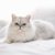 【獣医師監修】ペルシャってどんな猫？特徴や性格から飼う前の注意点・価格相場まで徹底解説