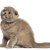 【獣医師監修】フォールデックスってどんな猫？特徴や性格から飼う前の注意点・価格相場まで徹底解説
