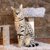 【獣医師監修】サバンナキャットってどんな猫？特徴や性格から飼う前の注意点・価格相場まで徹底解説