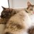 【獣医師監修】ラパーマは飼いやすい？猫種の性格や飼う前の注意点・価格相場まで徹底解説