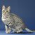 【獣医師監修】エジプシャンマウってどんな猫？特徴や性格から飼う前の注意点・価格相場まで徹底解説