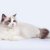 【獣医師監修】ラグドールは飼いやすい？猫種の性格や飼う前の注意点・価格相場まで徹底解説