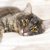 猫の痛みは見逃されやすい？飼い主が気づきたい「小さな行動変化」とサイン【獣医師執筆】