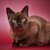 【獣医師監修】アメリカンバーミーズってどんな猫？特徴や性格から飼う前の注意点・価格相場まで徹底解説