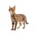 【獣医師監修】ソコケってどんな猫？特徴や性格から飼う前の注意点・価格相場まで徹底解説
