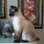【獣医師監修】オイイーボブってどんな猫？特徴や性格から飼う前の注意点・価格相場まで徹底解説