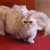 【獣医師監修】ミヌエットってどんな猫？特徴や性格から飼う前の注意点・価格相場まで徹底解説