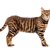 【獣医師監修】トイガーってどんな猫？特徴や性格から飼う前の注意点・価格相場まで徹底解説