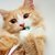 猫ちゃんのお口トラブル、こんな症状には要注意！習慣付けたい予防法まで【現役獣医が解説】