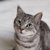 【獣医師監修】ブラジリアンショートヘアってどんな猫？猫種の性格や飼う前の注意点・価格相場まで徹底解説