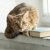 【獣医師監修】セレンゲティってどんな猫？猫種の性格や飼う前の注意点・価格相場まで徹底解説