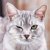 猫の目トラブル、放置は危険？めやに・充血・開きにくい時のチェックポイント【獣医師執筆】