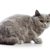ブリティッシュショートヘアの価格と飼うために必要な費用