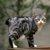 【獣医師監修】ジャパニーズボブテイルは飼いやすい？猫種の性格や飼う前の注意点・価格相場まで徹底解説