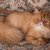 【獣医師監修】エキゾチックロングヘアーってどんな猫？猫種の性格や飼う前の注意点・価格相場まで徹底解説
