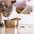 安い猫の餌おすすめランキング！安全なキャットフード選び方まで