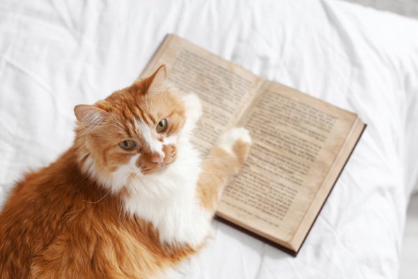猫との暮らしを応援する専門情報サイト | ねこちゃんホンポ