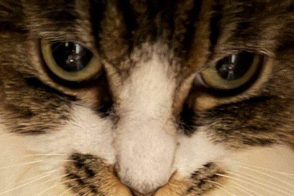 猫との暮らしを応援する専門情報サイト | ねこちゃんホンポ