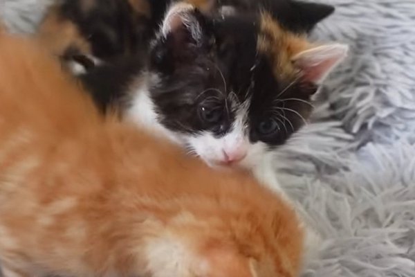 猫との暮らしを応援する専門情報サイト | ねこちゃんホンポ