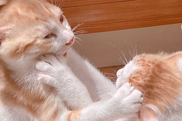 猫との暮らしを応援する専門情報サイト | ねこちゃんホンポ