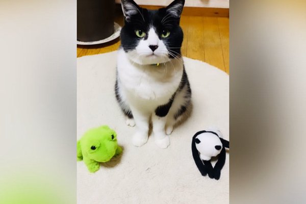 猫との暮らしを応援する専門情報サイト | ねこちゃんホンポ