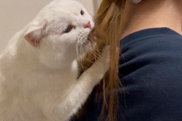 猫との暮らしを応援する専門情報サイト | ねこちゃんホンポ