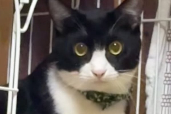 猫ちゃんマンページ 猫との暮らしを応援する専門情報サイト | ねこちゃんホンポ