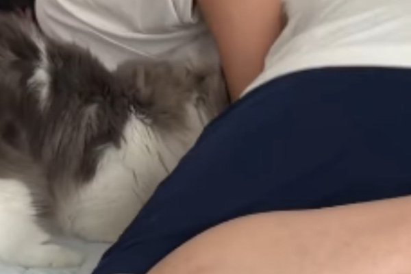 猫との暮らしを応援する専門情報サイト | ねこちゃんホンポ