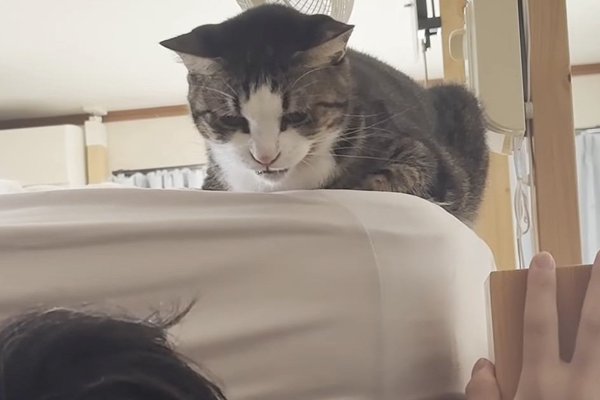 猫との暮らしを応援する専門情報サイト | ねこちゃんホンポ