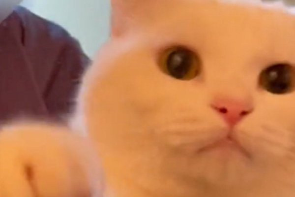猫との暮らしを応援する専門情報サイト | ねこちゃんホンポ
