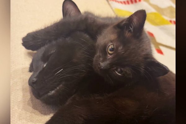 猫との暮らしを応援する専門情報サイト | ねこちゃんホンポ