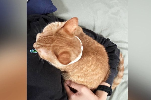 猫との暮らしを応援する専門情報サイト | ねこちゃんホンポ