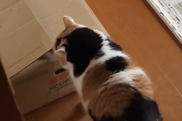 猫との暮らしを応援する専門情報サイト | ねこちゃんホンポ