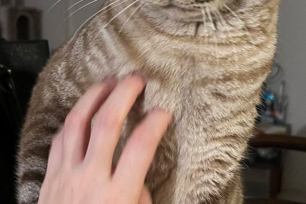猫との暮らしを応援する専門情報サイト | ねこちゃんホンポ