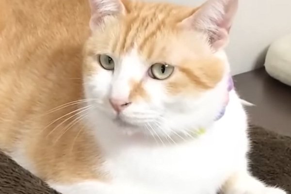 猫との暮らしを応援する専門情報サイト | ねこちゃんホンポ