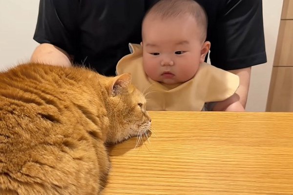 猫との暮らしを応援する専門情報サイト | ねこちゃんホンポ