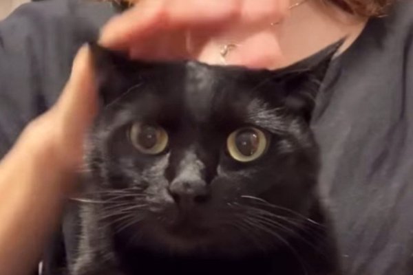 猫との暮らしを応援する専門情報サイト | ねこちゃんホンポ