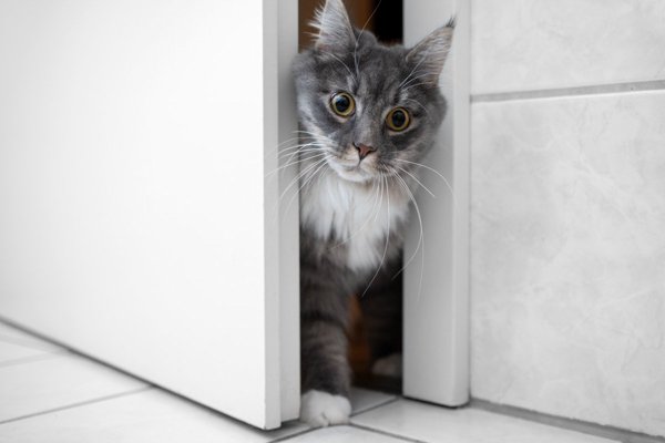 猫との暮らしを応援する専門情報サイト | ねこちゃんホンポ