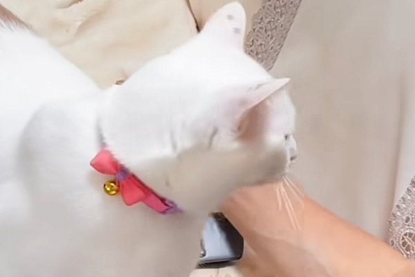 猫との暮らしを応援する専門情報サイト | ねこちゃんホンポ