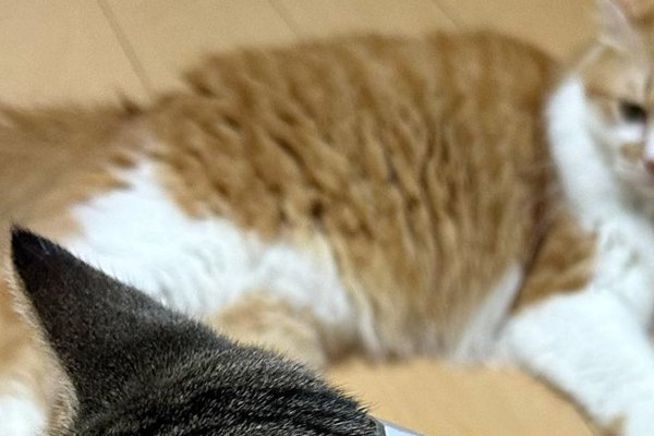 猫ちゃんマンページ 猫との暮らしを応援する専門情報サイト | ねこちゃんホンポ