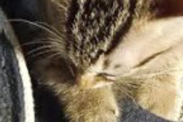 猫との暮らしを応援する専門情報サイト | ねこちゃんホンポ